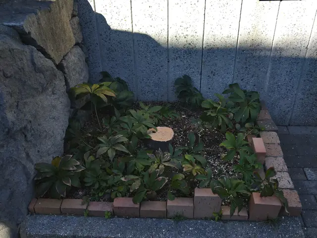 庭木伐採、抜根サービスサービスの画像