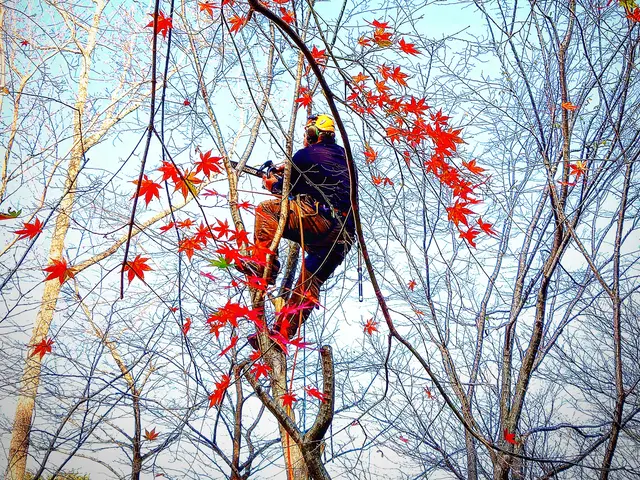 どんなお庭でも迅速丁寧に仕上げます！難易度の高い剪定も対応致します！サービスの画像