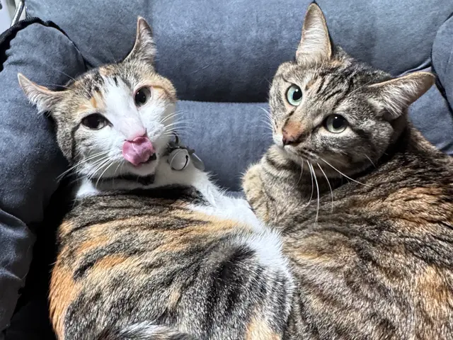 【2025年3月出店】我が家には、にゃんが６人いるにゃ！★【カメラ歴20年】