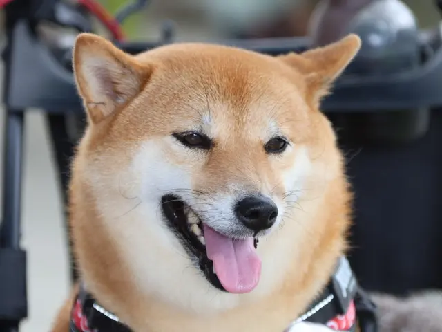 【2025年3月出店】我が家には、にゃんが６人いるにゃ！★【カメラ歴20年】