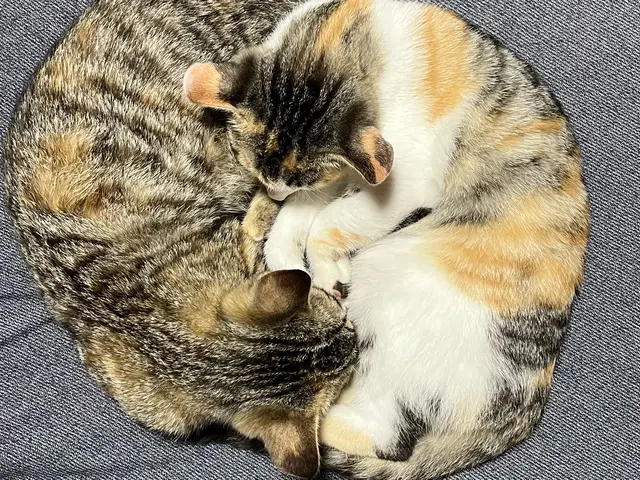 【2025年3月出店】我が家には、にゃんが６人いるにゃ！★【カメラ歴20年】