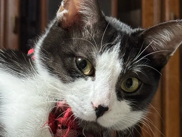 【2025年3月出店】我が家には、にゃんが６人いるにゃ！★【カメラ歴20年】