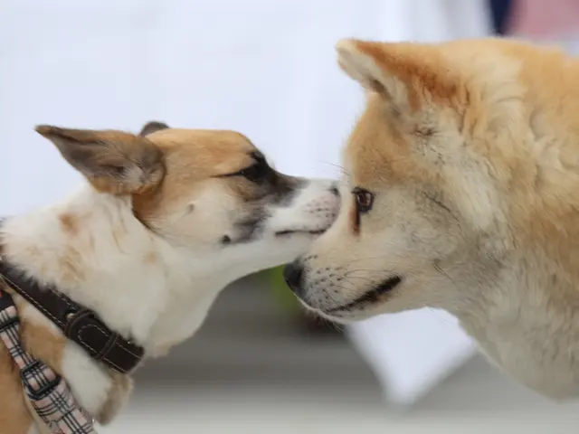 【2025年3月出店】我が家には、にゃんが６人いるにゃ！★【カメラ歴20年】