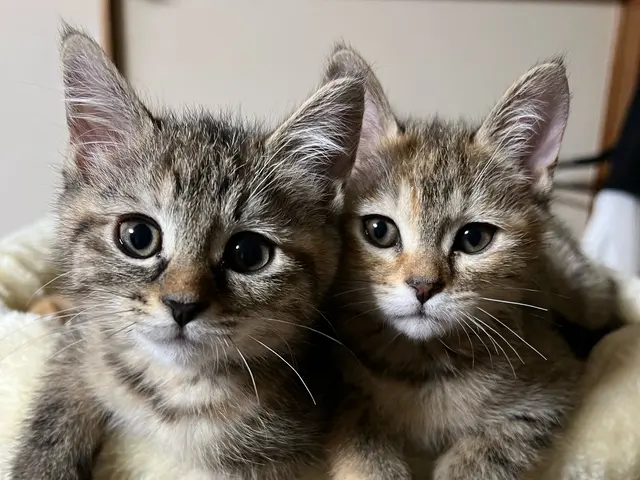 【2025年3月出店】我が家には、にゃんが６人いるにゃ！★【カメラ歴20年】