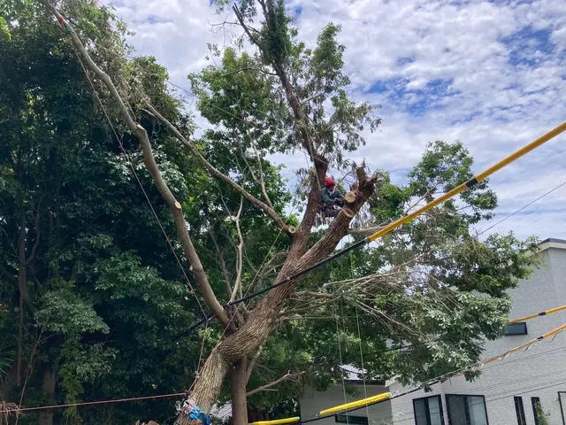 手に負えなくなってしまった木伐採致します！困難な特殊伐採もお任せ下さい！サービスの画像