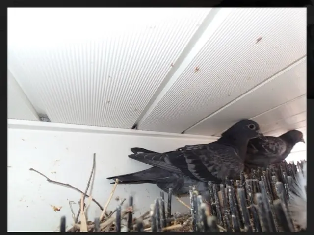 ハト駆除、鳩よけを専門としたプロがお悩みを解決いたします！！サービスの画像