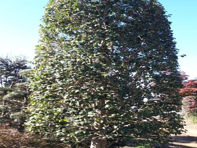 【年中無休！】女性スタッフの同行可能◎安心の保険加入済み！庭木の剪定サービスの画像