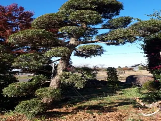 【年中無休！】女性スタッフの同行可能◎安心の保険加入済み！庭木の剪定サービスの画像