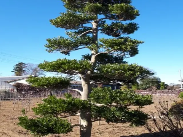 【年中無休！】女性スタッフの同行可能◎安心の保険加入済み！庭木の剪定サービスの画像