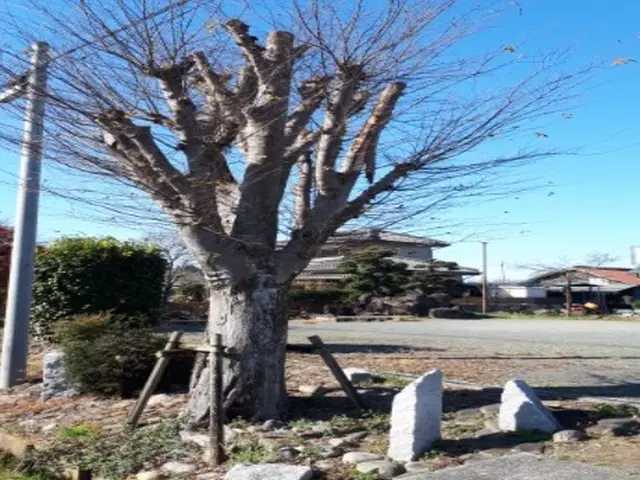 【年中無休！】女性スタッフの同行可能◎安心の保険加入済み！庭木の剪定サービスの画像