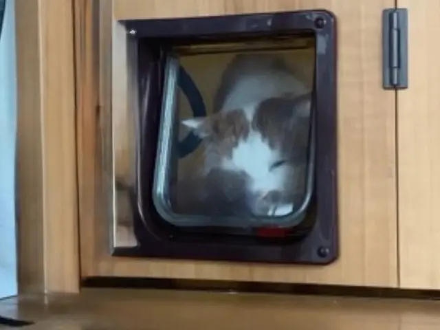 ペットドア取付サービスの画像