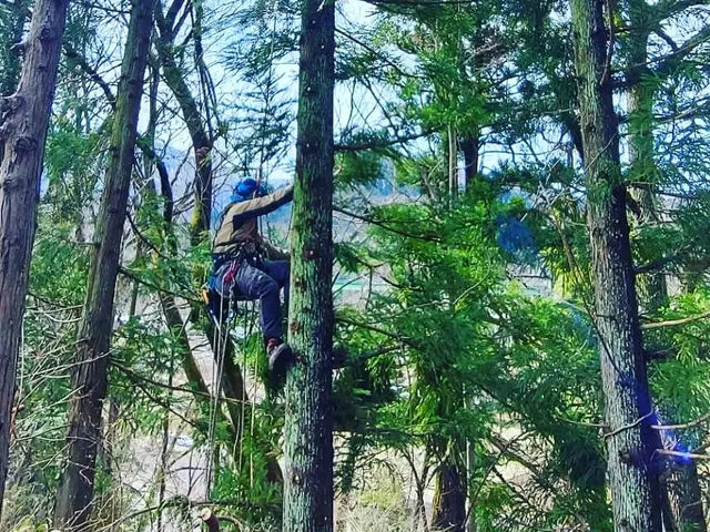 伐採、高木剪定、樹上作業(高所伐採)◎自社の職人が丁寧に仕上げますサービスの画像