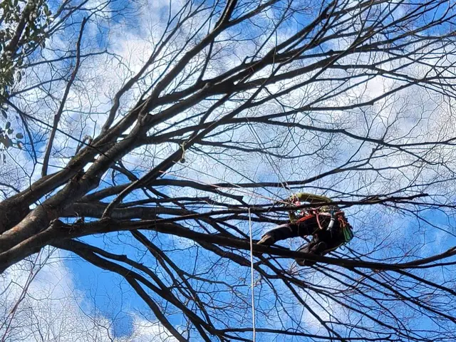 伐採、高木剪定、樹上作業(高所伐採)◎自社の職人が丁寧に仕上げますサービスの画像