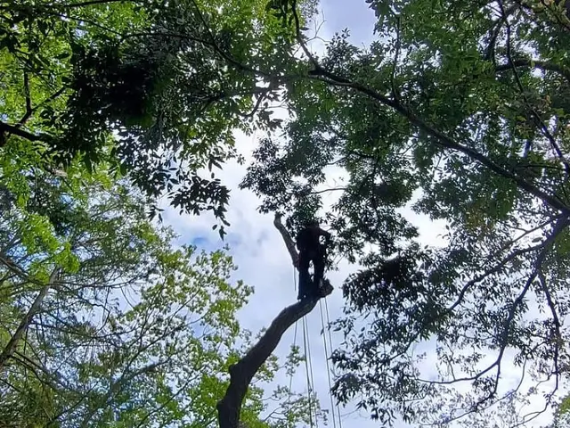 伐採、高木剪定、樹上作業(高所伐採)◎自社の職人が丁寧に仕上げますサービスの画像