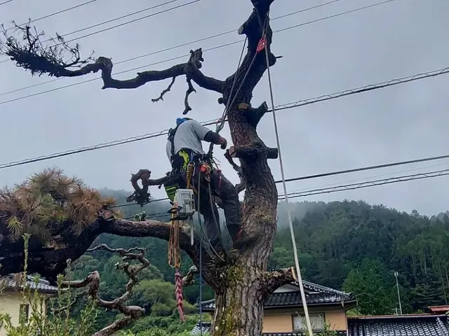 伐採、高木剪定、樹上作業(高所伐採)◎自社の職人が丁寧に仕上げますサービスの画像