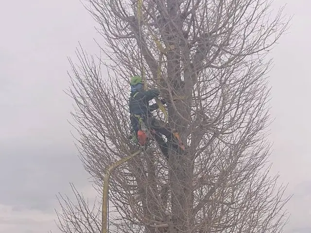 伐採、高木剪定、樹上作業(高所伐採)◎自社の職人が丁寧に仕上げますサービスの画像