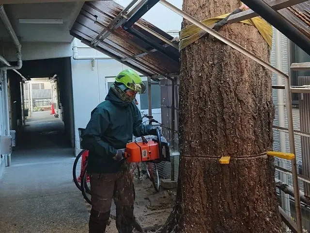 伐採、高木剪定、樹上作業(高所伐採)◎自社の職人が丁寧に仕上げますサービスの画像