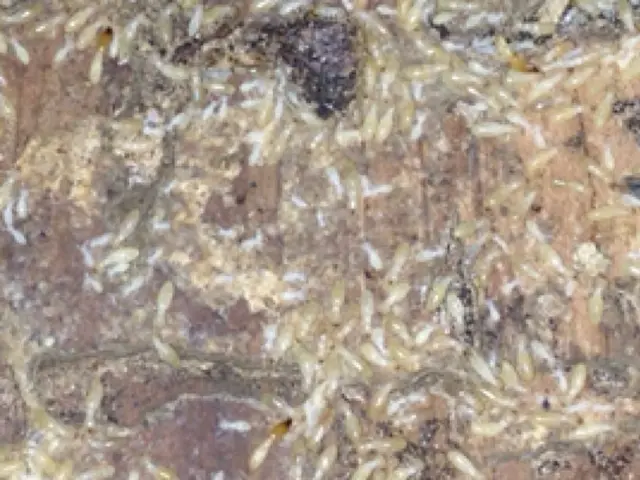 ★害虫・害獣の駆除ならお任せください♪　★即日対応可能　★クレカ使用可！サービスの画像