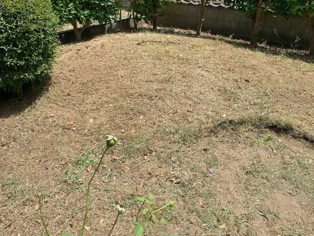 お庭の草をスッキリ、丁寧に刈り取ります！草刈りシーズンはお任せください！サービスの画像