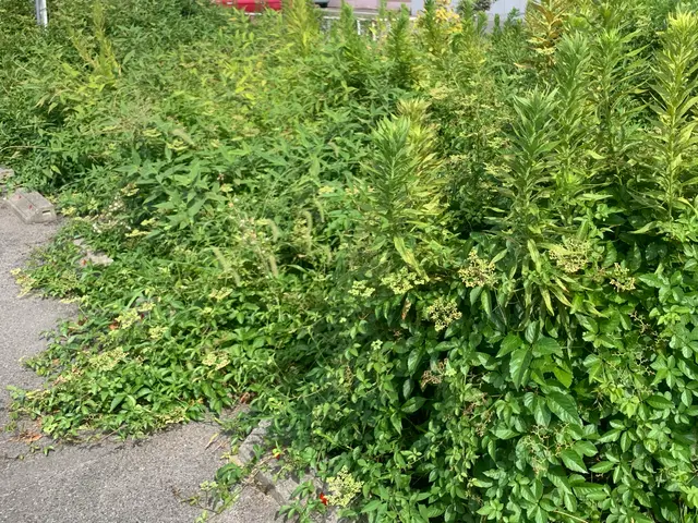 お庭の草をスッキリ、丁寧に刈り取ります！草刈りシーズンはお任せください！サービスの画像