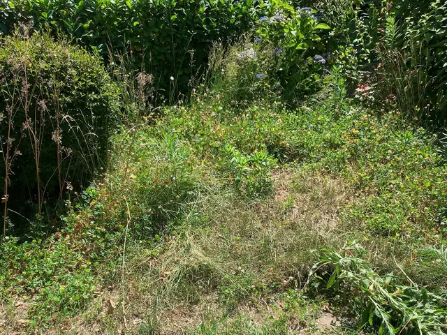 お庭の草をスッキリ、丁寧に刈り取ります！草刈りシーズンはお任せください！サービスの画像