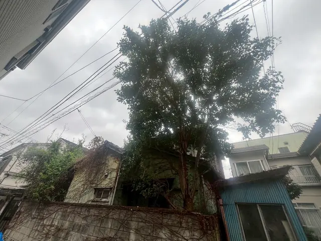 他社様からお断りされた案件是非一度ご相談ください！難しい伐採多数経験有り！サービスの画像