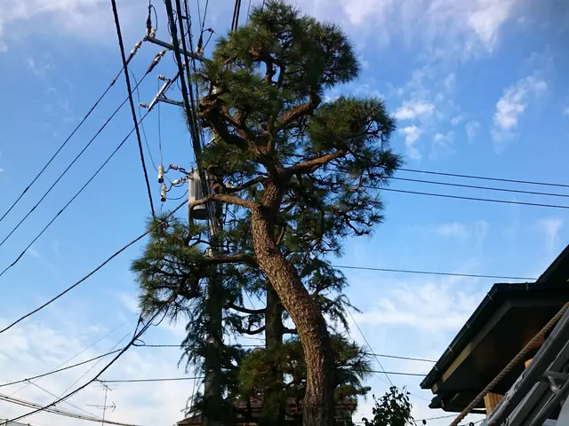 ◎業歴30年。個人宅のお庭専門！庭木1本からお気軽にどうぞ。サービスの画像