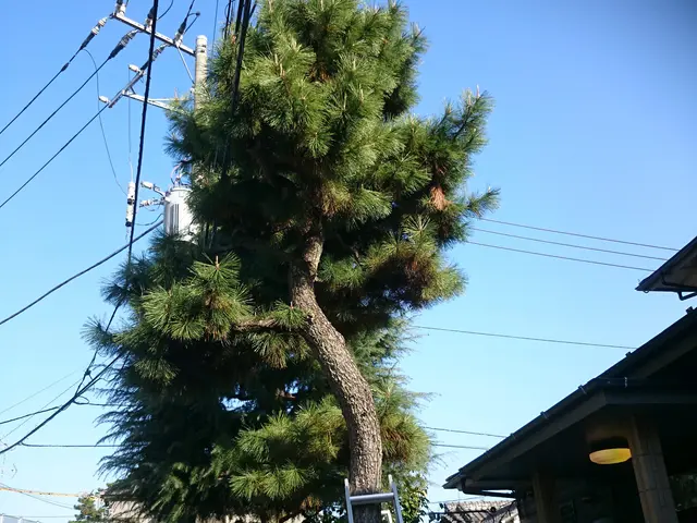 ◎業歴30年。個人宅のお庭専門！庭木1本からお気軽にどうぞ。サービスの画像