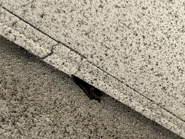 【休日対応可】嫌な害虫追い出します！サービスの画像