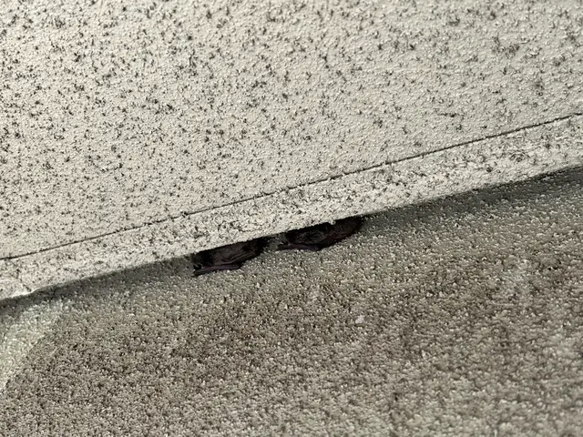 【休日対応可】嫌な害虫追い出します！サービスの画像