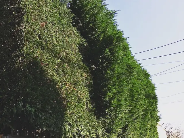 ＜刈り込み、トリミング＞京都・海外等で15年修行した職人が作業にお伺いします！サービスの画像