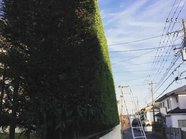 ＜刈り込み、トリミング＞京都・海外等で15年修行した職人が作業にお伺いします！サービスの画像