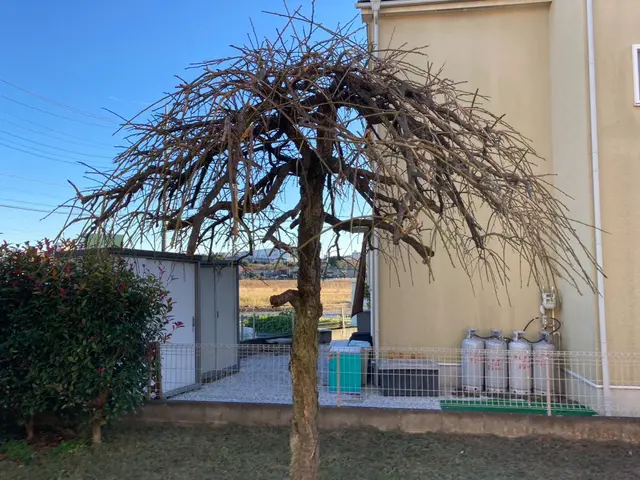 管理しきれない木の剪定、伐採はお任せください！！サービスの画像