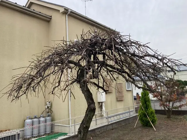 管理しきれない木の剪定、伐採はお任せください！！サービスの画像