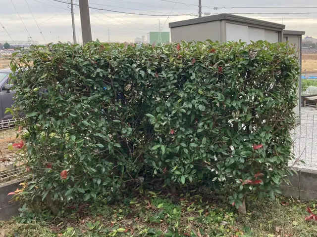 管理しきれない木の剪定、伐採はお任せください！！サービスの画像