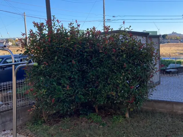 管理しきれない木の剪定、伐採はお任せください！！サービスの画像