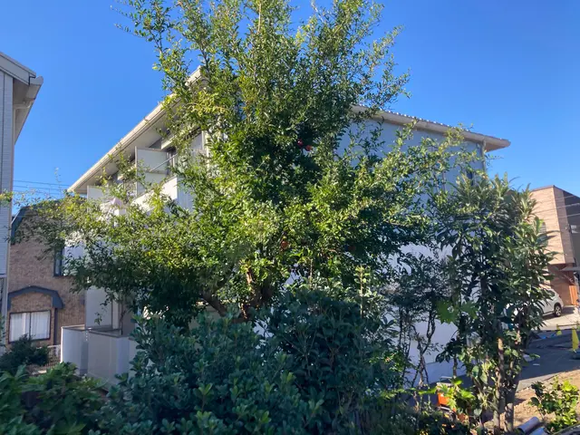 管理しきれない木の剪定、伐採はお任せください！！サービスの画像