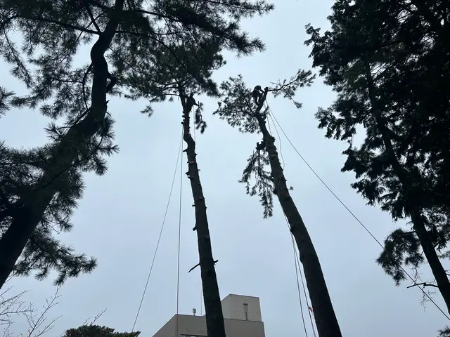 《高所作業車使用可能》損保加入済！広範囲の作業もお任せ！サービスの画像
