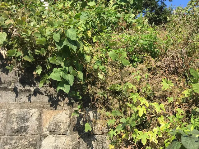 【業界歴15年】人工芝可◎砂利敷OK！空き家対応可☆彡草刈り致しますサービスの画像