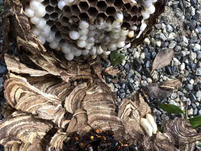 蜂の巣駆除サービスの画像