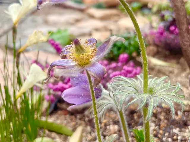 水やりをしながら、お庭全体の状態を見て今後のアドバイスをすることができますサービスの画像