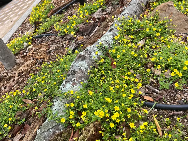 水やりをしながら、お庭全体の状態を見て今後のアドバイスをすることができますサービスの画像