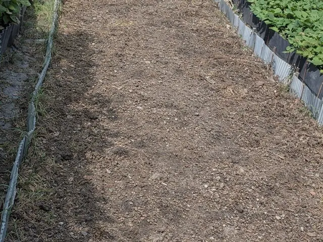 草むしりでお庭すっきり！サービスの画像