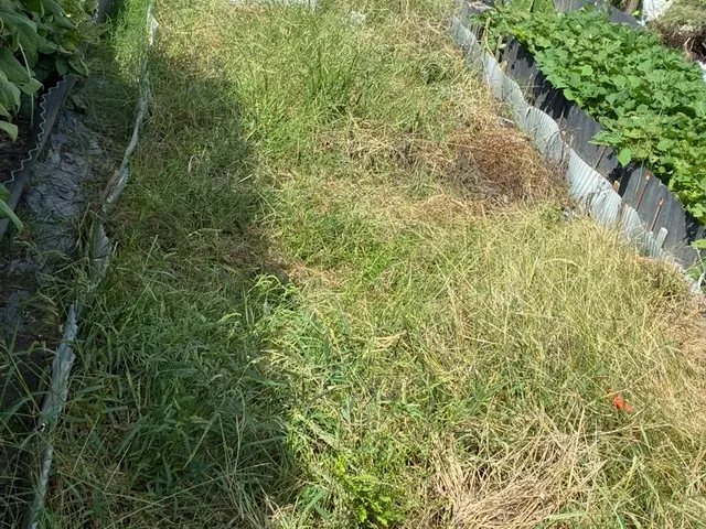 草むしりでお庭すっきり！サービスの画像