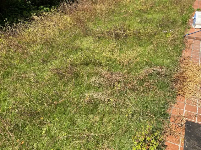 お庭や空家の草抜きが大変。マンション周りの草抜きをお願いしたい。お任せください！サービスの画像