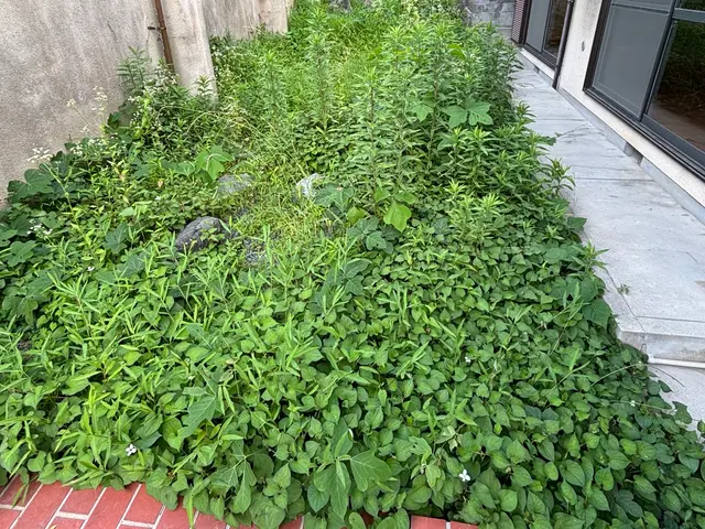 お庭や空家の草抜きが大変。マンション周りの草抜きをお願いしたい。お任せください！サービスの画像