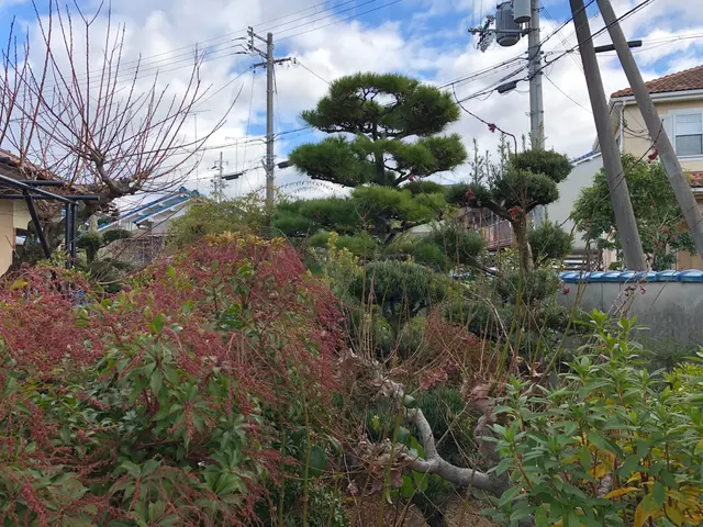 庭木の手入れはお任せ下さい！業歴30年の知識と技術！！サービスの画像