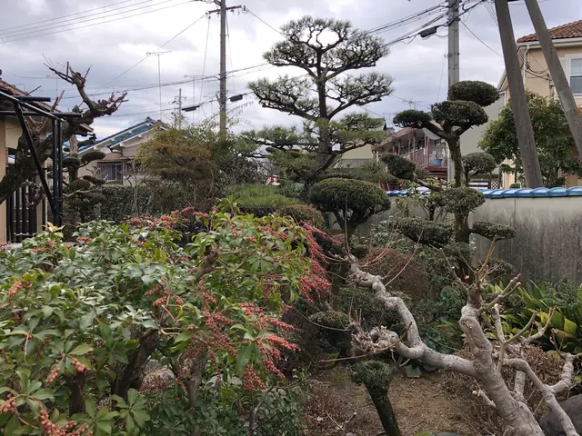 庭木の手入れはお任せ下さい！業歴30年の知識と技術！！サービスの画像