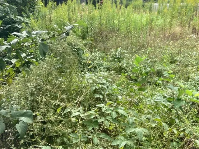 経験5年、200件の実績！庭のプロが丁寧に仕上げますサービスの画像