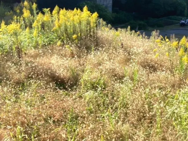 経験5年、200件の実績！庭のプロが丁寧に仕上げますサービスの画像